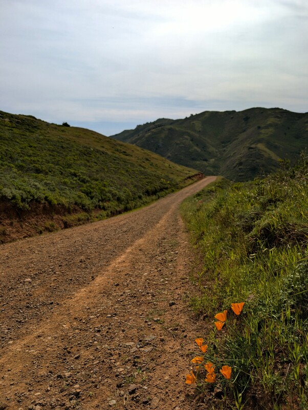 Coastal Trail with California poppies
